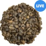 ABDragons Live Dubia Roaches Reptile, Bird, Fish & Small Pet Food