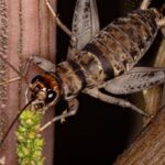 Top Hat Crickets Crickets Reptile Food