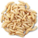 SURMEN LEGACY Waxworms Live Feed Reptile Food